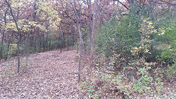 Forestry mowing before and after.