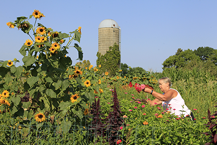 Woman picking flowers in community garden plot.