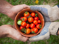 Closeup of hands holding a bowl of cherry tomatoes.