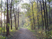 Tall trees lining a natural trail.