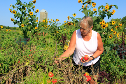 Woman picking vegetables at Spring Lake Park Reserve.