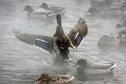 Duck taking off from the water.