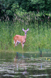 Hunting