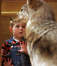 Boy looking through glass at stuffed wolf.