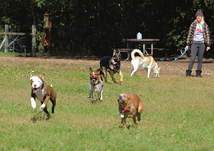 Five dogs playing at Dakota Woods Dog Park.