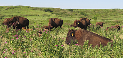 Bison on the range.