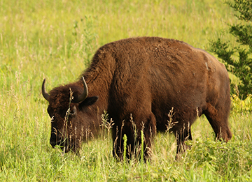 A bison at Spring Lake Park Reserve.