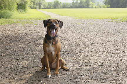 Dog sitting at Dakota Woods Dog Park.