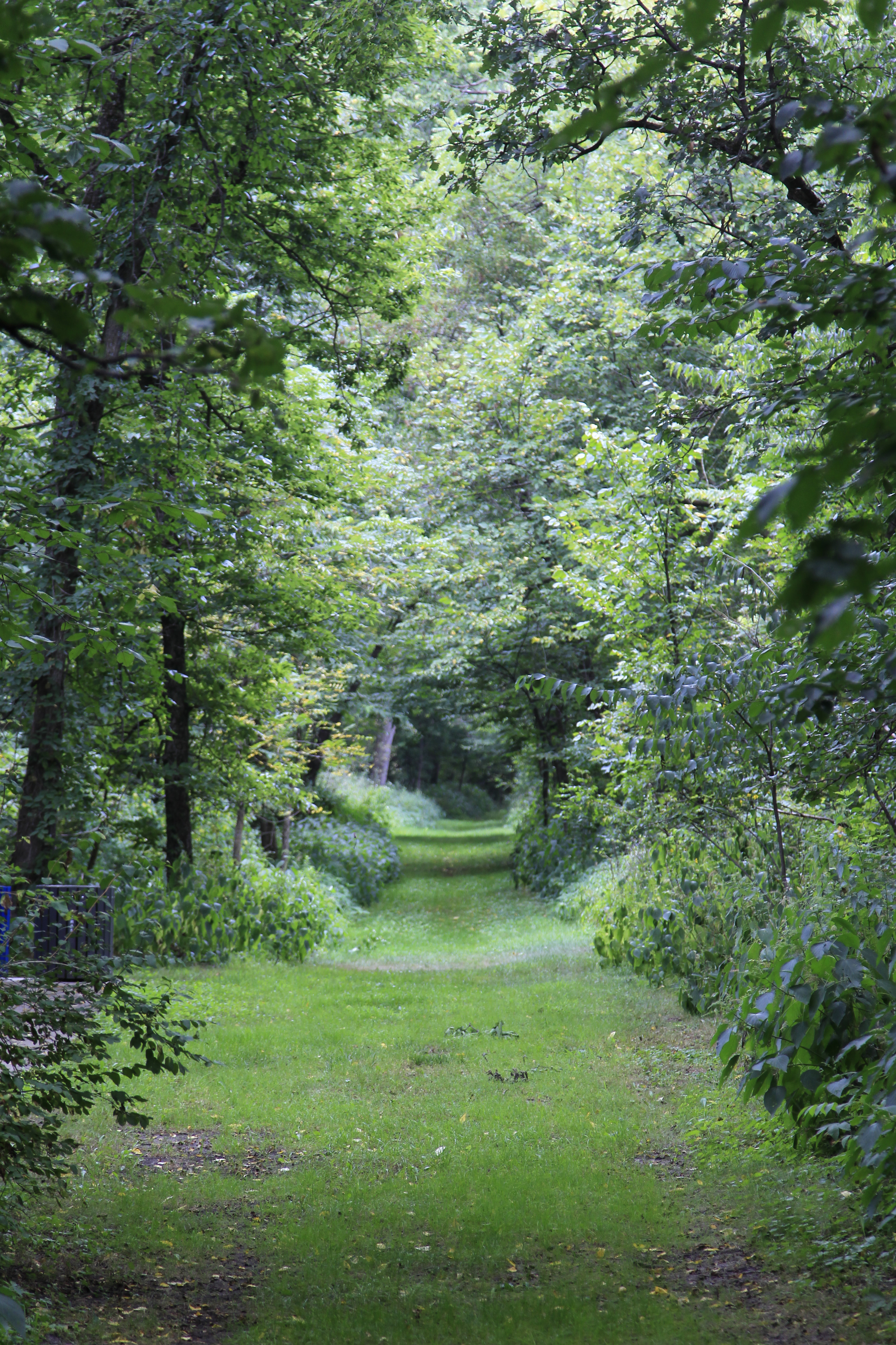 Miesvile Ravine Park Reserve in the summer.