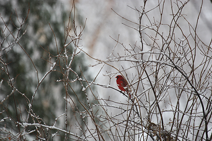 Cardinal sitting on a branch at Miesville Ravine Park Reserve.