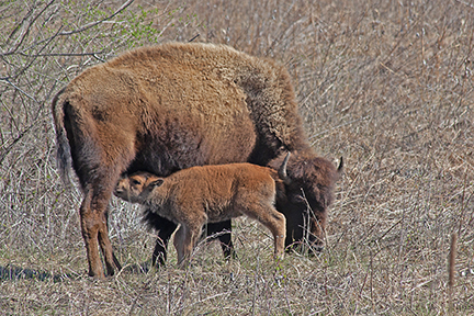 Bison calf with mother.