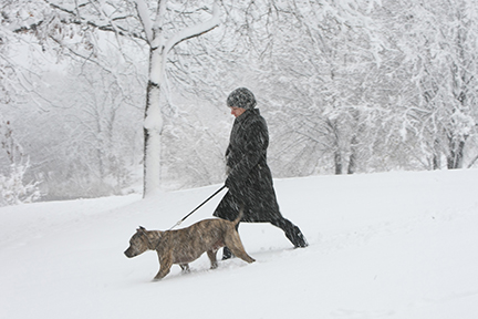 Person walking their dog while snow falls.