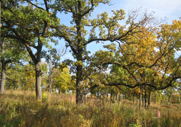 Restored Savanna